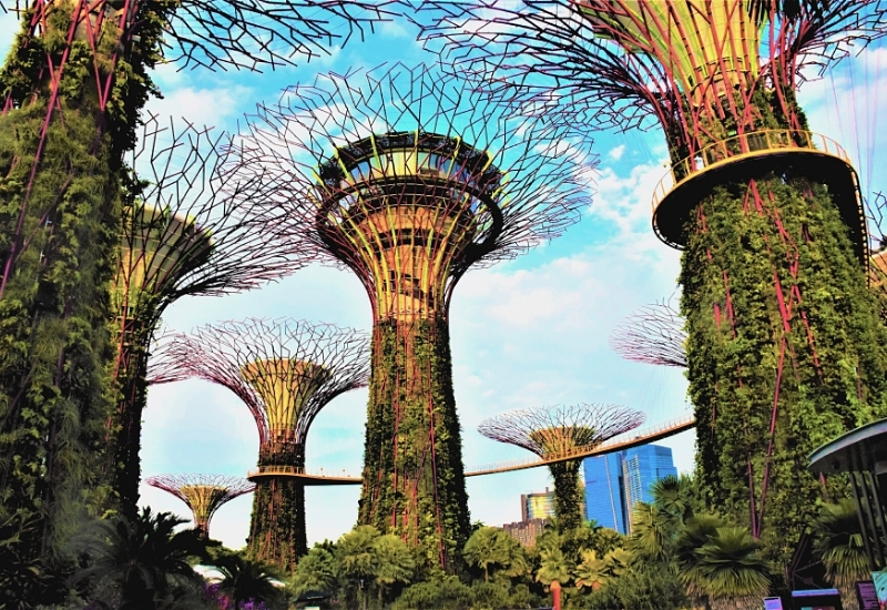 Daytime View of the Supertree Grove