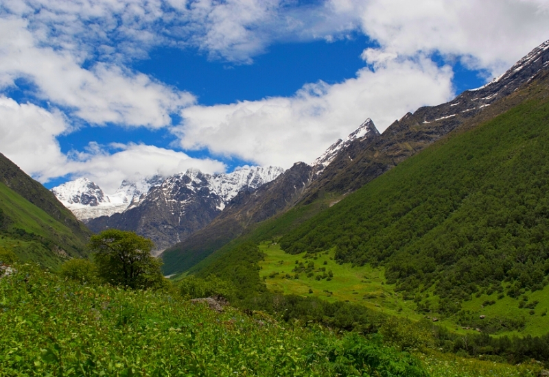 Landscape with mountain backdrop, Valley of Flowers, Uttarakhand, India