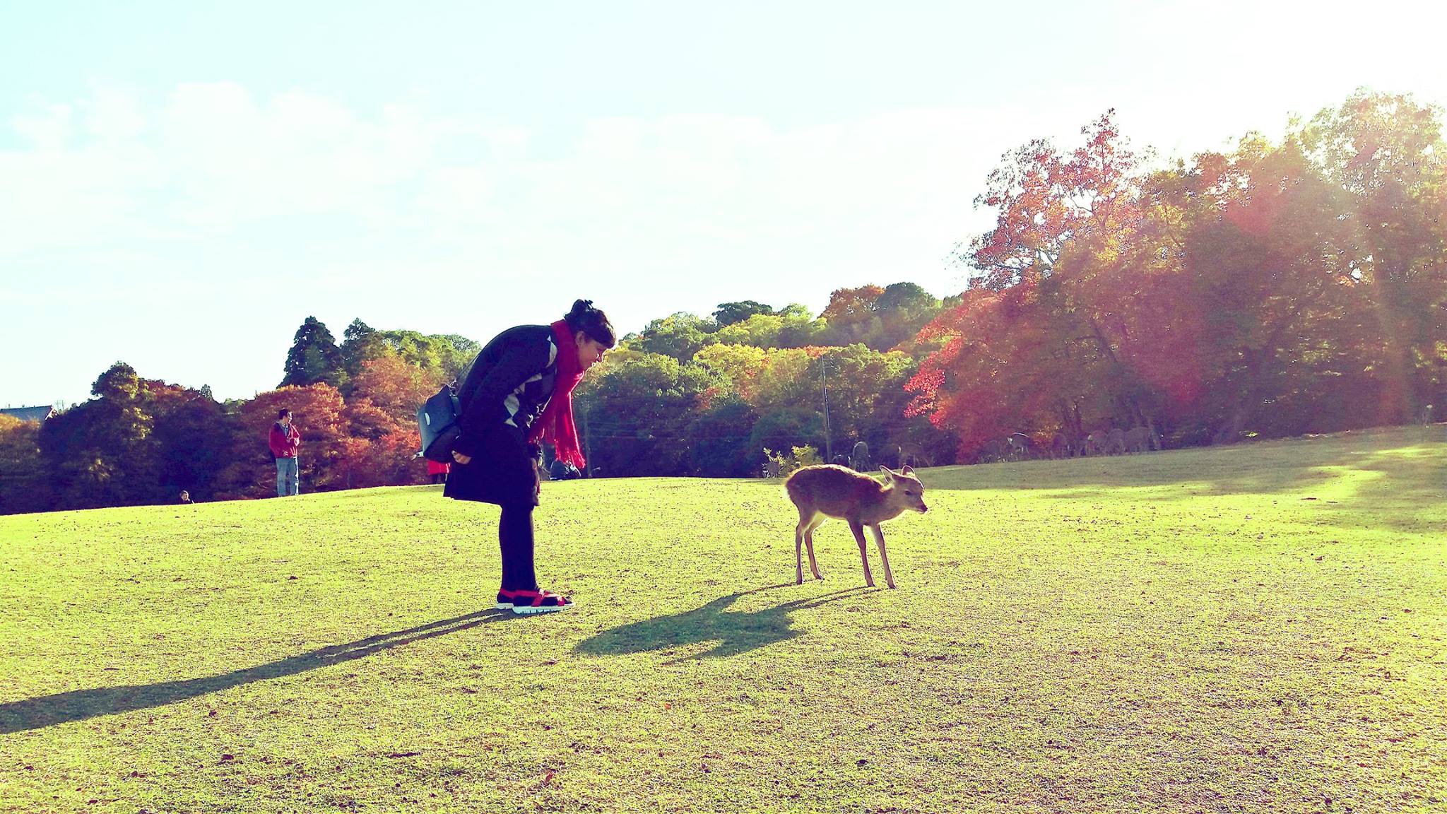 Deer Search in Nara