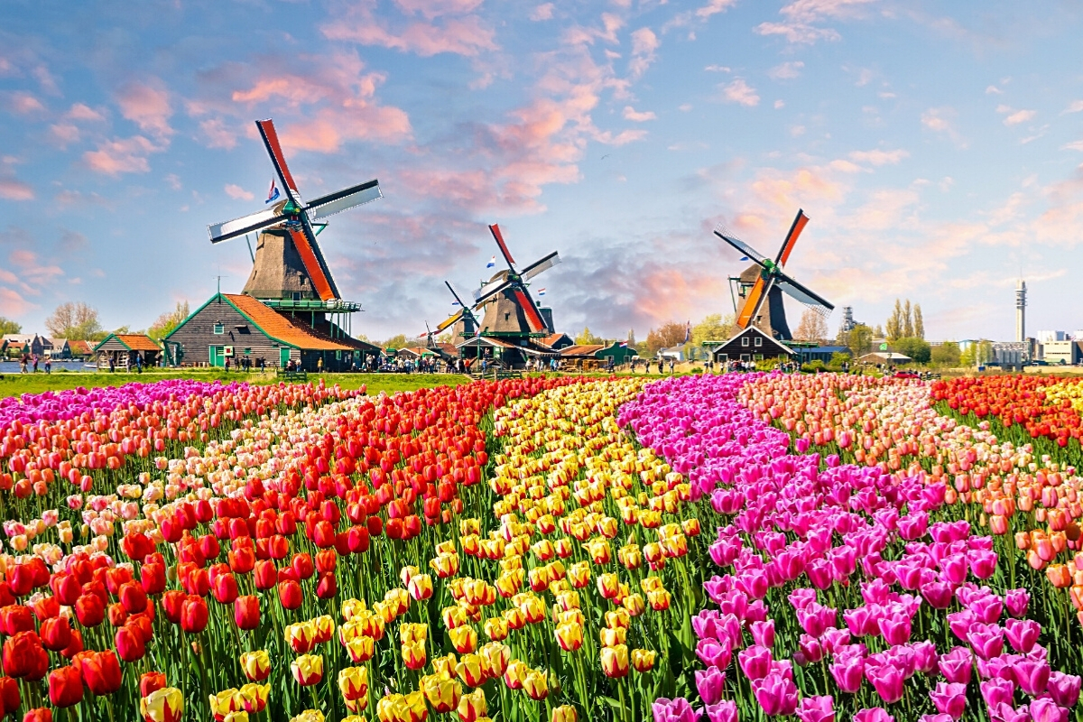Traditional dutch windmills and houses
